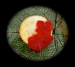 Vinkki: lisää kermaa.